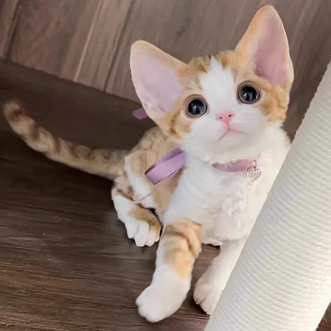 猫舍直销批发价格出售德文卷毛猫